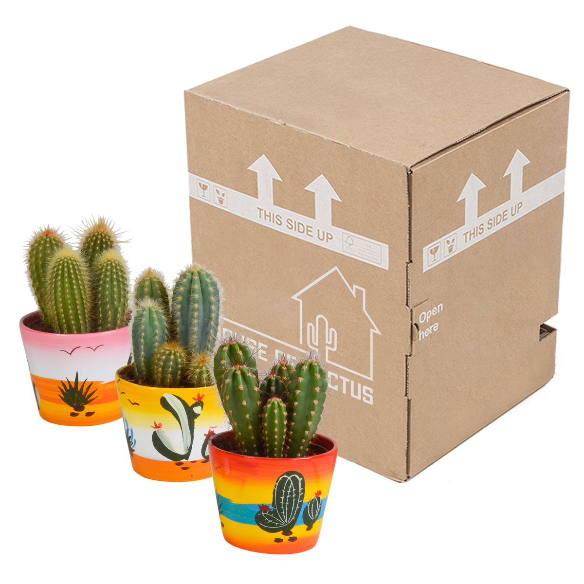 Cereus mix 10,5cm - 3x - in Mexicaanse pot