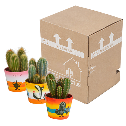 Cereus mix 10,5cm - 3x - in Mexicaanse pot