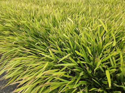 6x Hakonechloa macra - ↕10-25cm - Ø9cm