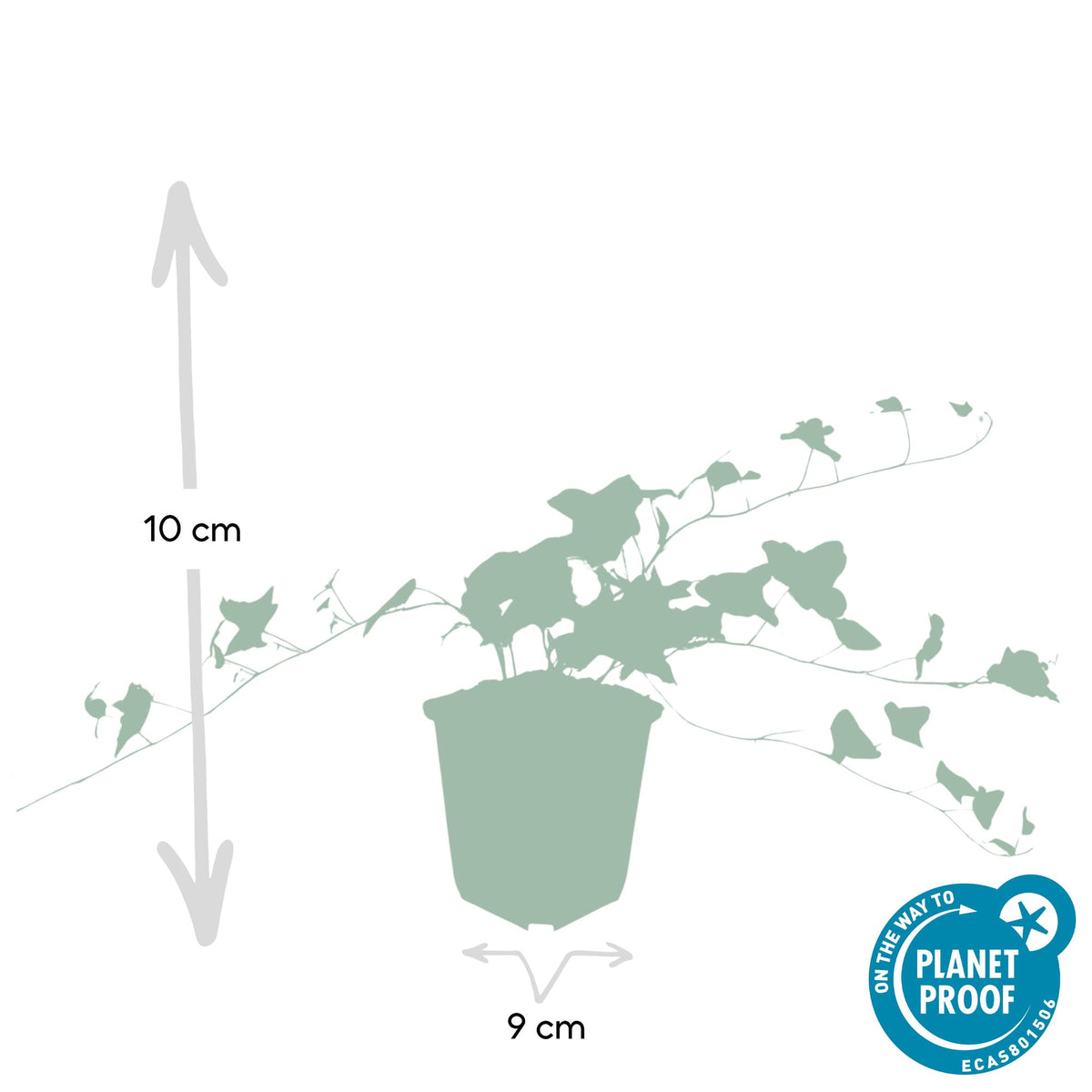 12x Hedera helix 'Glacier' - ↕10-25cm - Ø9cm