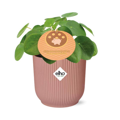 Mother's Day - Pilea Peperomioides 12cm in ELHO Vibes Fold 14cm roze