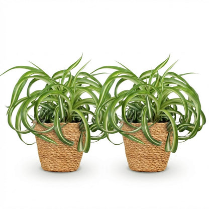 Kamerplant - Chlorophytum comosum Bonnie - Krullende Graslelie - Huisdiervriendelijke Plant - Groen - 2 Planten - met Mand - Pot 12cm - Hoogte 20cm