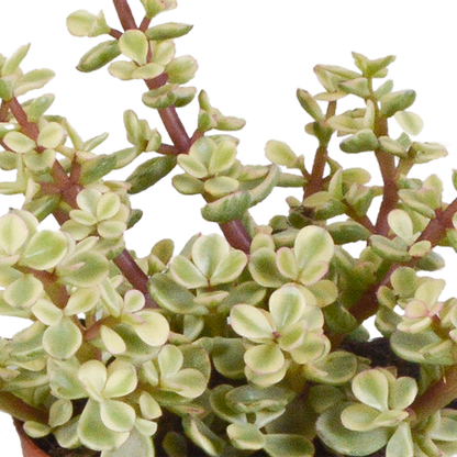 Crassula mix 8.5 cm - 3x - in terracotta pot