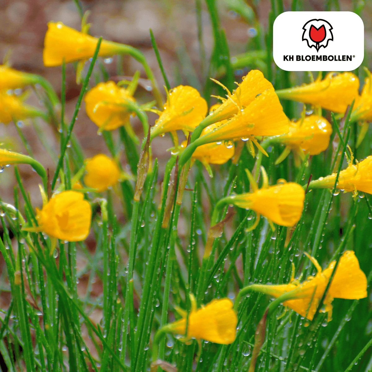 Narcis Golden Bells 25 stuks