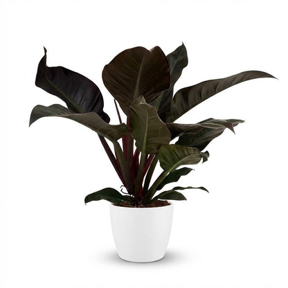 Kamerplant - Philodendron - Philodendron Imperial Red - Rood - Weinig onderhoud - 1 Plant - met Potter Wit - Pot 19cm - Hoogte 60cm