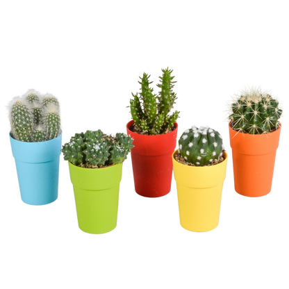 Cactus mix 5.5 cm - 5x - in gekleurde plasticpot