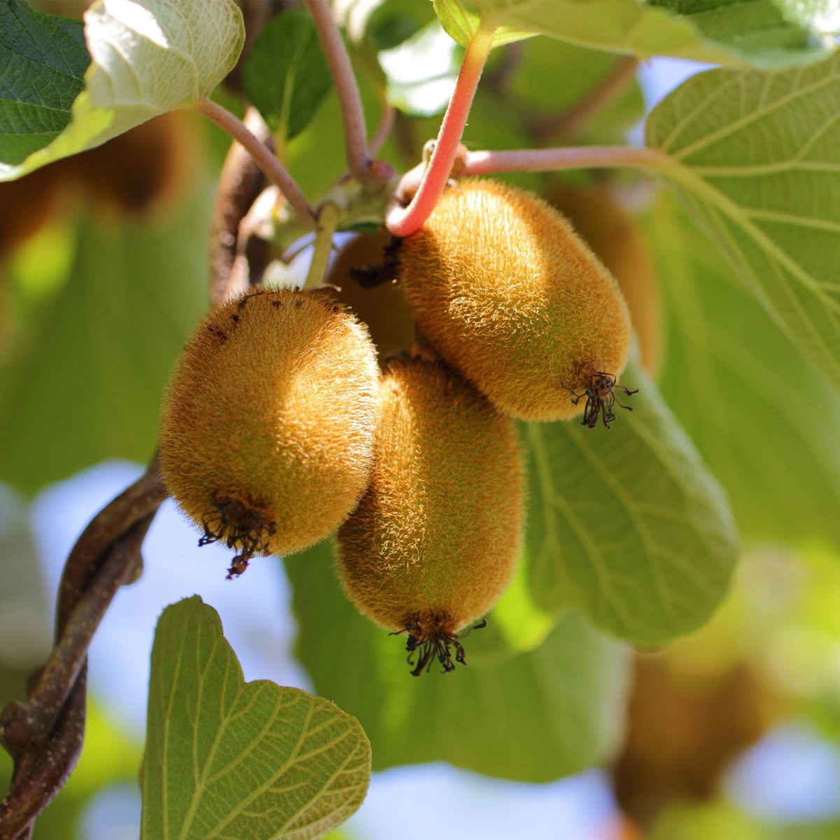Fruitplant - Actinidia Weiki & Golden Kiwi - Kiwiplant - 1 Mannelijke - 2 Vrouwelijke - Planten - Geel - Pot 15cm - Hoogte 50cm