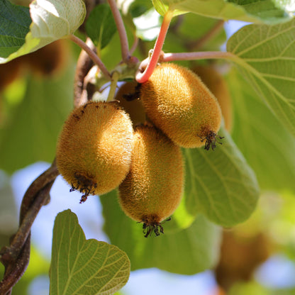 Fruitplant - Actinidia Weiki & Golden Kiwi - Kiwiplant - 1 Mannelijke - 2 Vrouwelijke - Planten - Geel - Pot 15cm - Hoogte 50cm