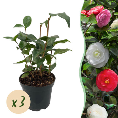 Heesters - Camelia japonica Tricolour - Bloem Roze, Wit en Rood - 3 Planten - 1 m2 - Groenblijvend - Pot 15cm Hoogte 30cm