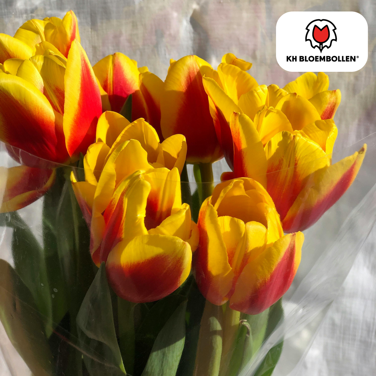 Tulpenbollen Jan Seignette – 20 Stuks | KH Bloembollen® | Rood-Geel Gestreepte Tulp – Klassiek & Opvallend – Voor Tuin of Pot – Maat 11/12 – Vers van de Teler