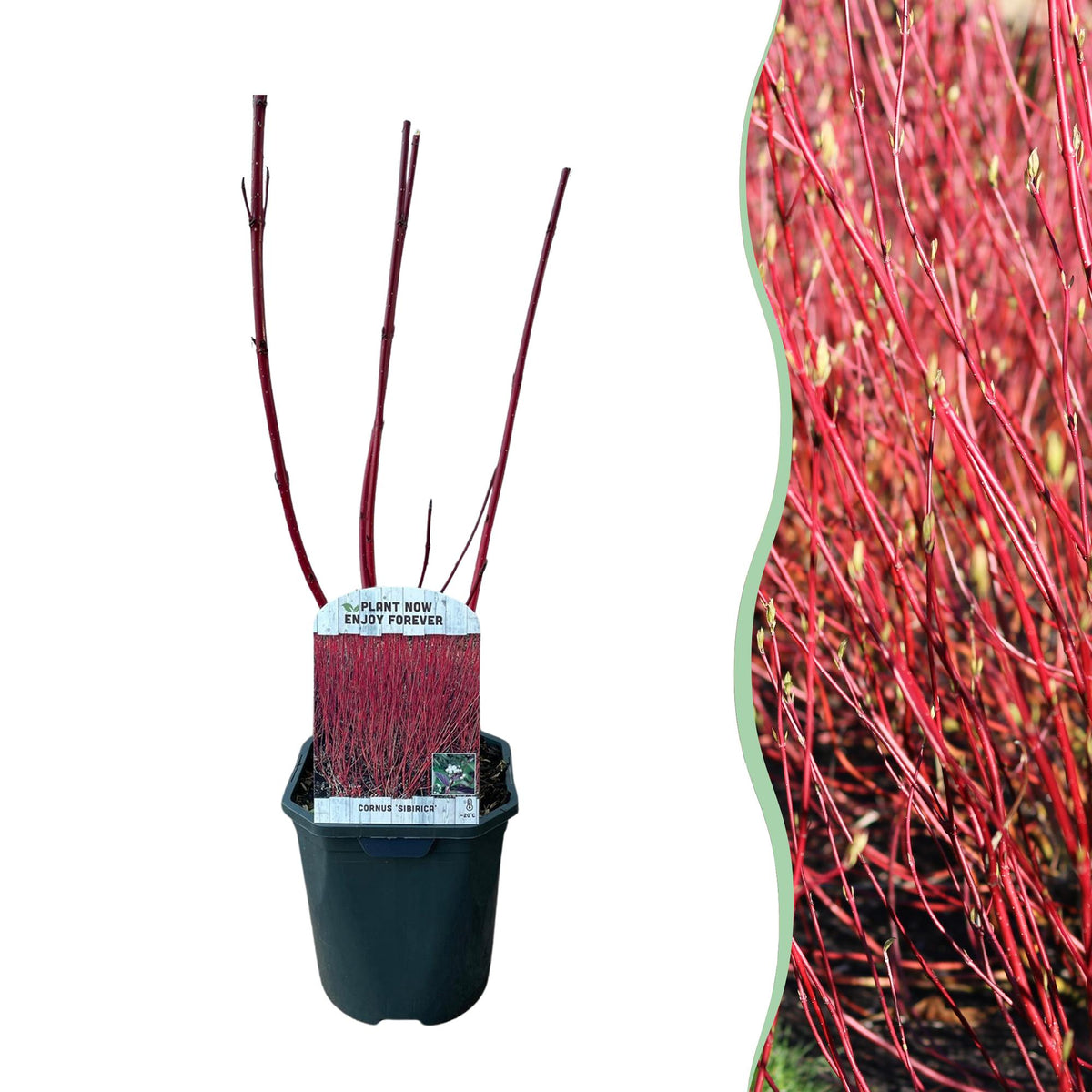Heesters - Cornus sibirica - Rode Takken - 1 Plant - Bladverliezend - Weinig Onderhoud - Pot 17cm Hoogte 45cm