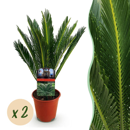 Kamerplant - Cycas revoluta - Palmvaren - Weinig onderhoud - Groen - 2 - Pot 15cm - Hoogte 45-55cm