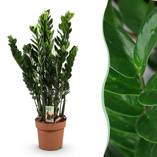 Green is... Kamerplanten - Zamioculcas - ZZ-plant - Weinig onderhoud - Groen - 1 Plant - Pot 21cm - Hoogte 80-90cm