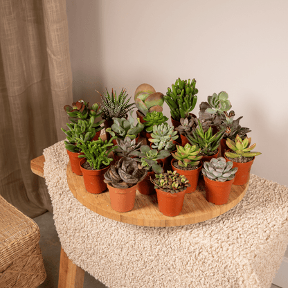 Succulenten Mix - 20 stuks - Ø5,5cm - ↕7 cm
