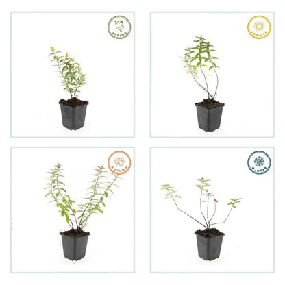 60x Hypericum 'Hidcote' - ↕10-25cm - Ø9cm