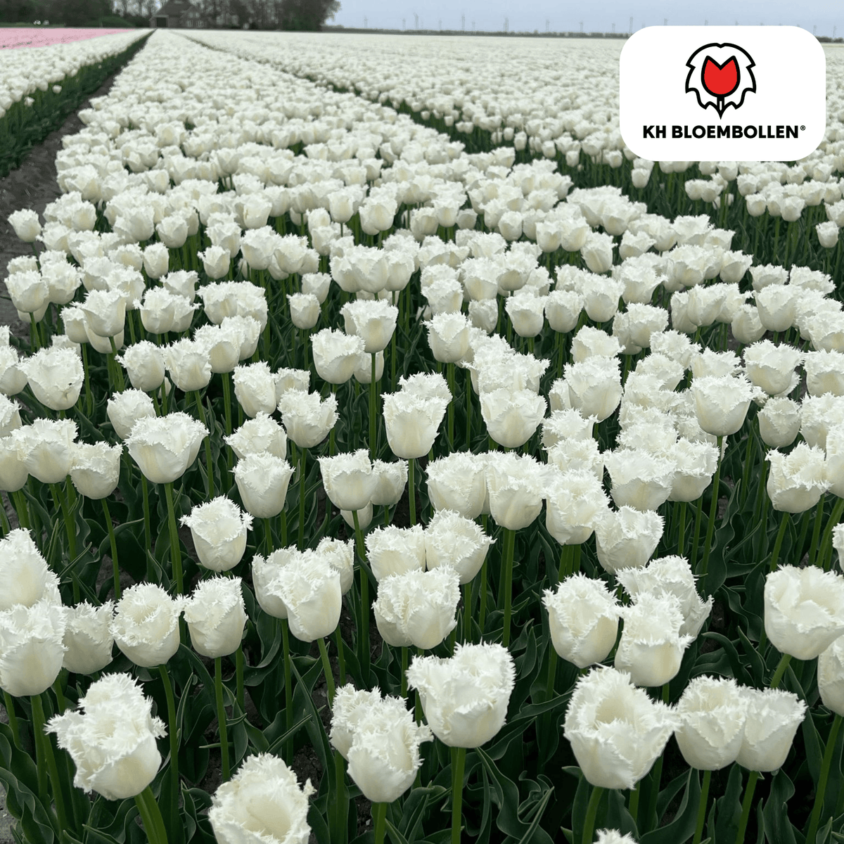 Tulpenbollen Honeymoon – 20 Stuks | KH Bloembollen® | Witte Kartelrand Tulp – Elegant & Uniek – Cadeau voor Tuin of Pot – Maat 11/12 – Vers van de Teler!