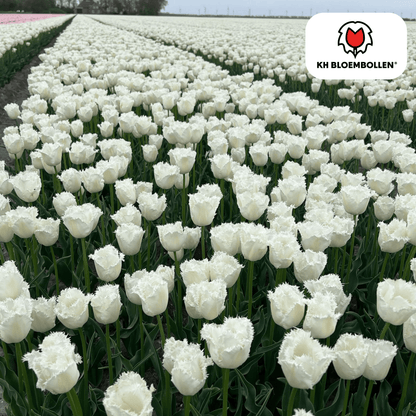 Tulpenbollen Honeymoon – 20 Stuks | KH Bloembollen® | Witte Kartelrand Tulp – Elegant & Uniek – Cadeau voor Tuin of Pot – Maat 11/12 – Vers van de Teler!