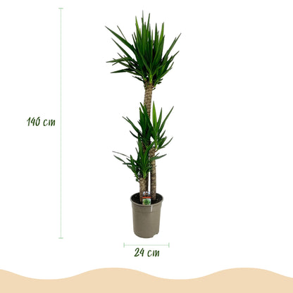 Kamerplant - Yucca elephantipes - Yucca - Weinig onderhoud - Groen - 1 - Pot 24cm - Hoogte 140cm