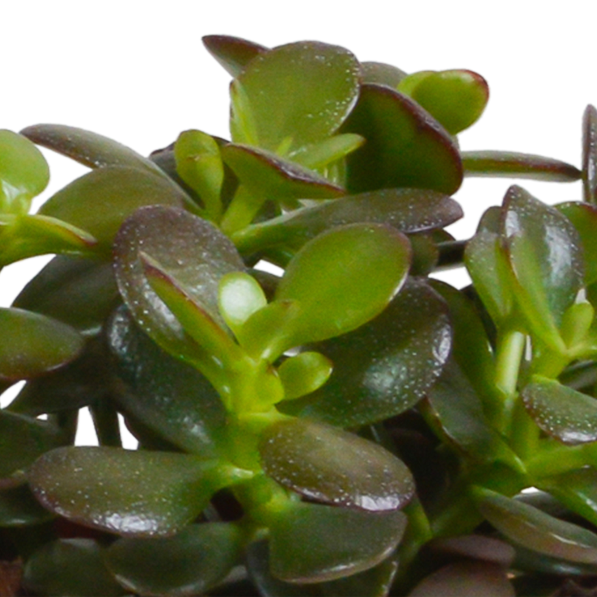 Crassula mix 10,5 cm - 3x - zonder pot