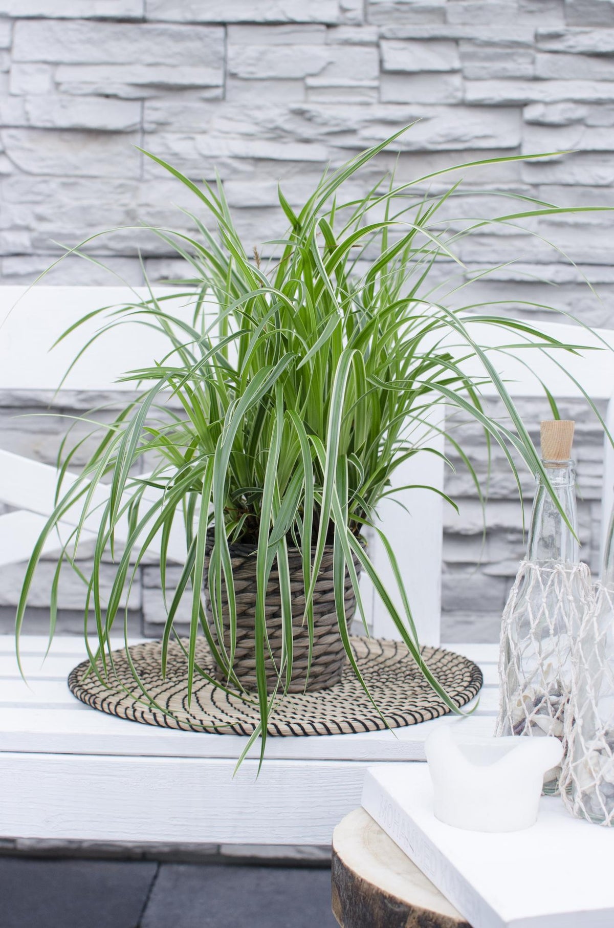 3x - Carex morrowii 'Ice Dance' - ↨30cm - Ø14