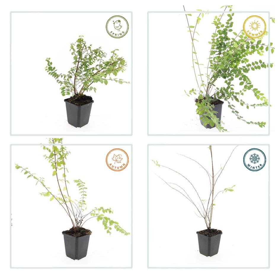 6x Symphoricarpos ch. 'Hancock' - ↕10-25cm - Ø9cm