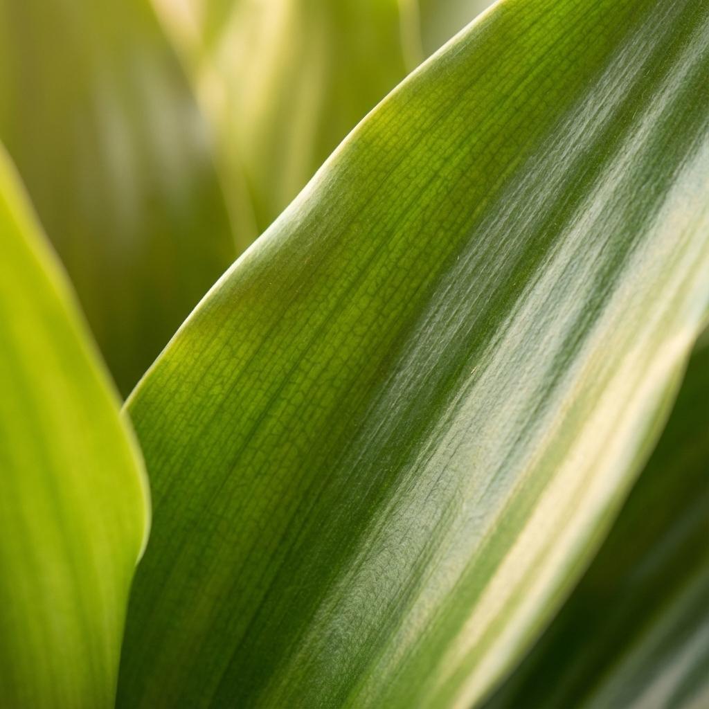 Dracaena  Janet Lindt met Zeegras mand naturel - 95cm - Ø21
