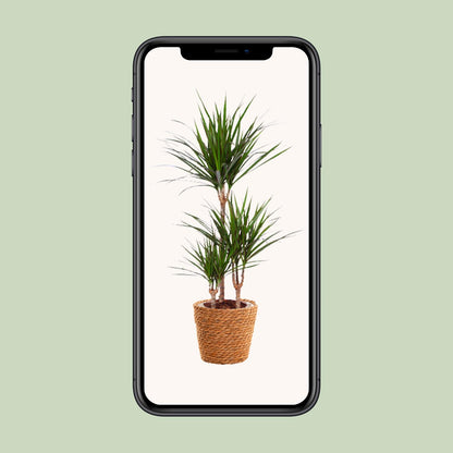 Dracaena Marginata - Ø21cm - ↕95cm + zeegras mand