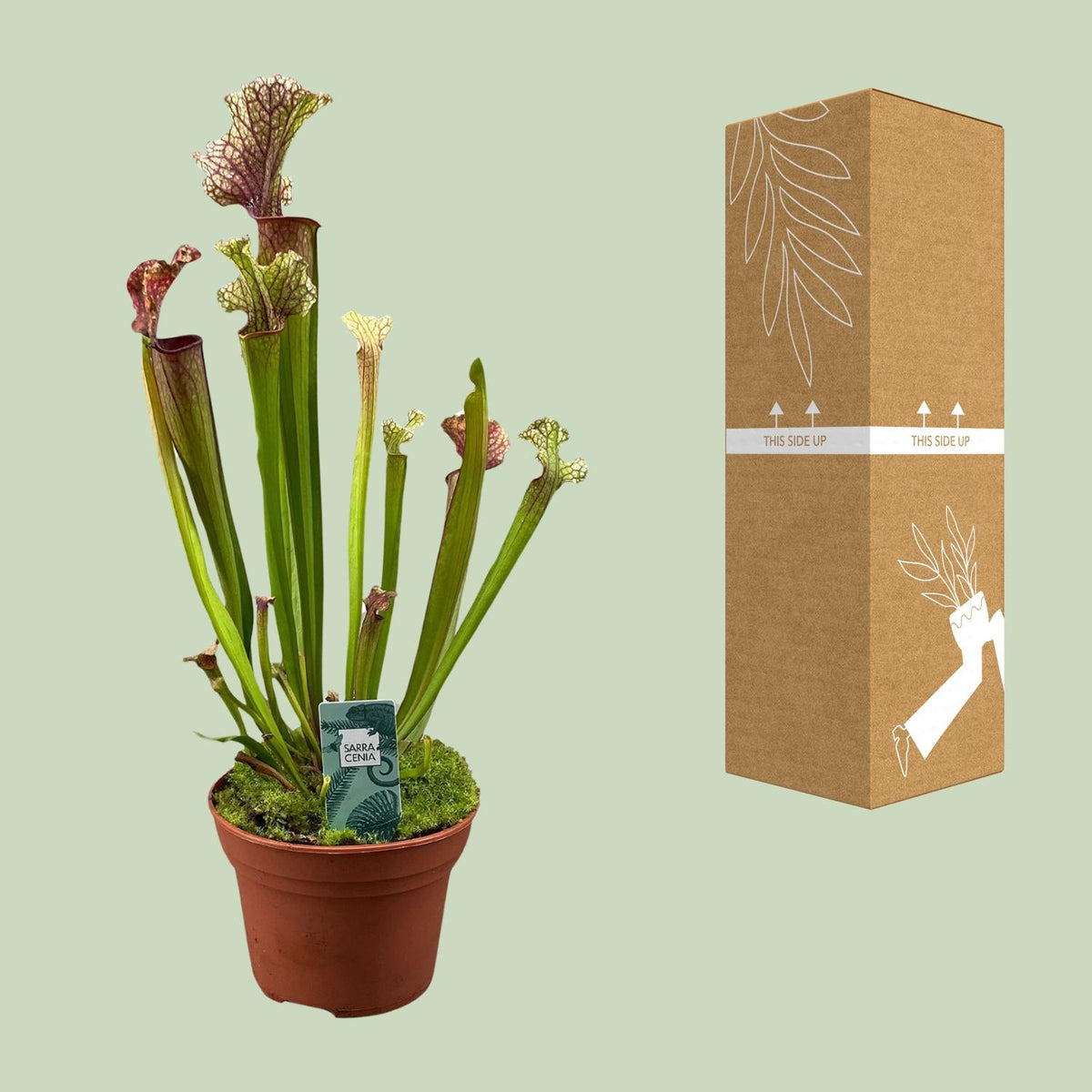 Sarracenia Judith Hindle - Ø12cm - ↕30cm