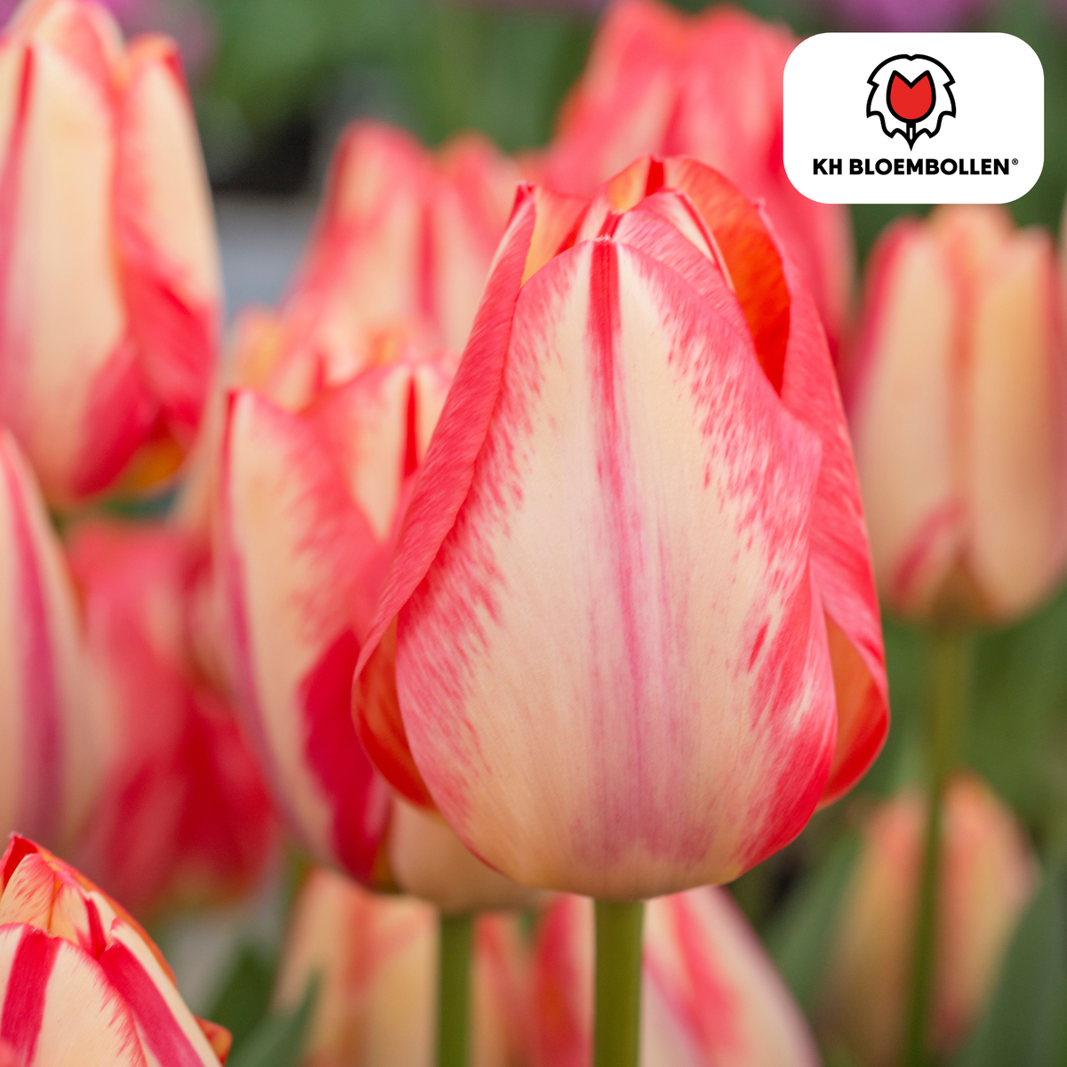 Tulpenbollen Spring Break – 20 Stuks | KH Bloembollen® | Rood-Oranje Tulp – Vurig, Energiek & Opvallend – Voor Tuin of Pot – Maat 11/12 – Vers van de Teler