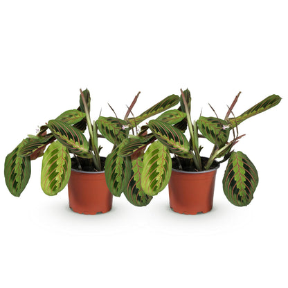 Kamerplant - Maranta Fascinator Tricolour - Gebedsplant - Huisdiervriendelijk - Groen - 2 Planten - Pot 12cm - Hoogte 30-35cm