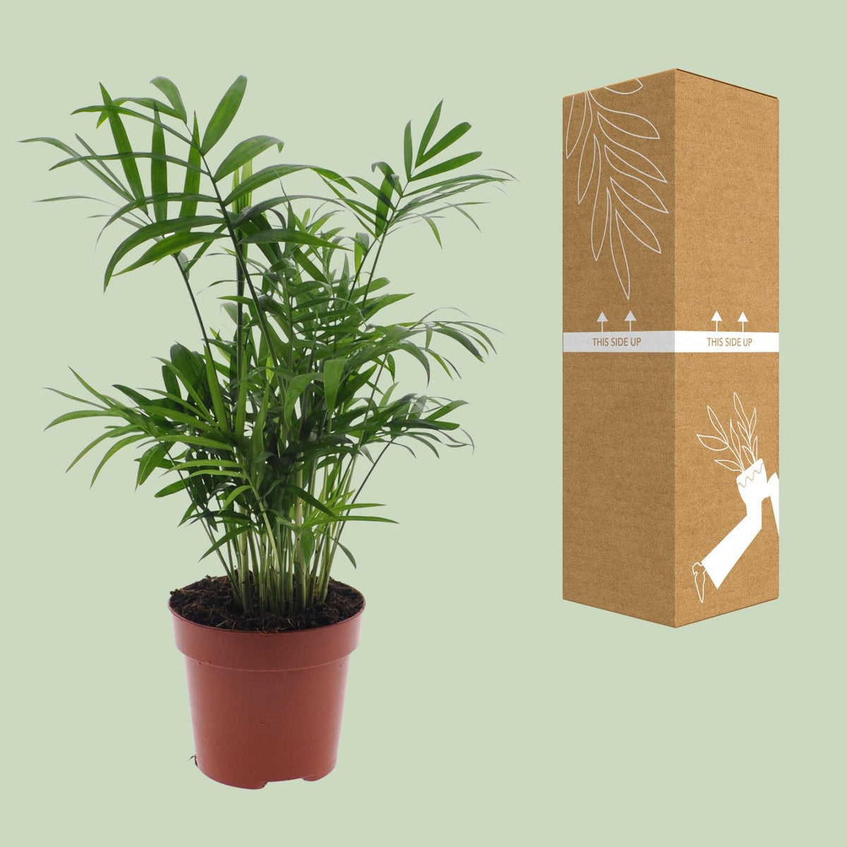 Chamaedorea Elegans - Mexicaanse Bergpalm - Ø12cm - ↕40cm