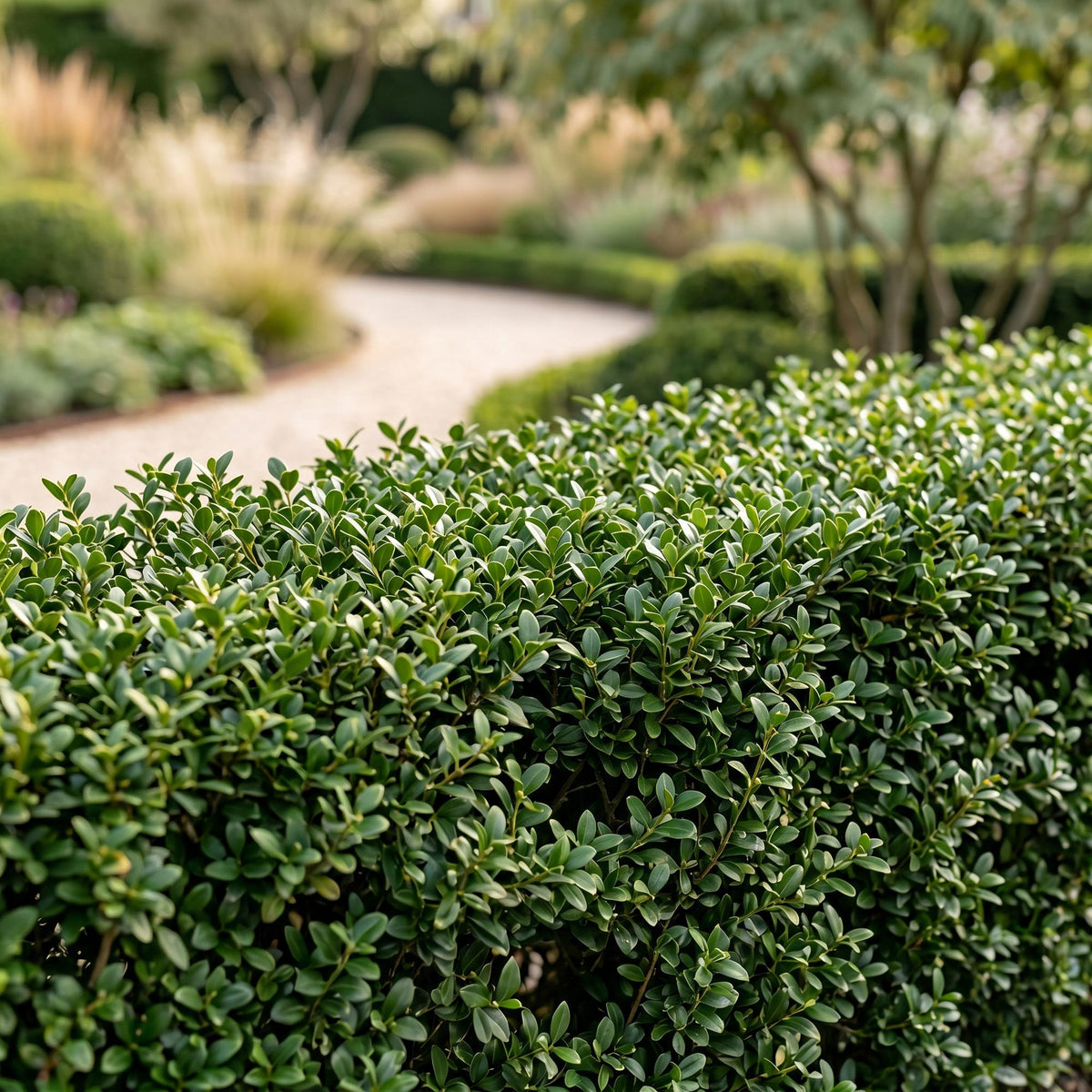 16x Ilex crenata Stokes - Japanse Hulst - Haagplanten - Groenblijvend - Groen - Pot 9cm - Hoogte 20-30cm