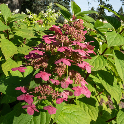 Pluim Hortensia - Hydrangea panniculata Wims Red - Bloem Wit Rood  - 1 Plant - Bladverliezend - Grote Bloemen - Pot 17cm Hoogte 50cm