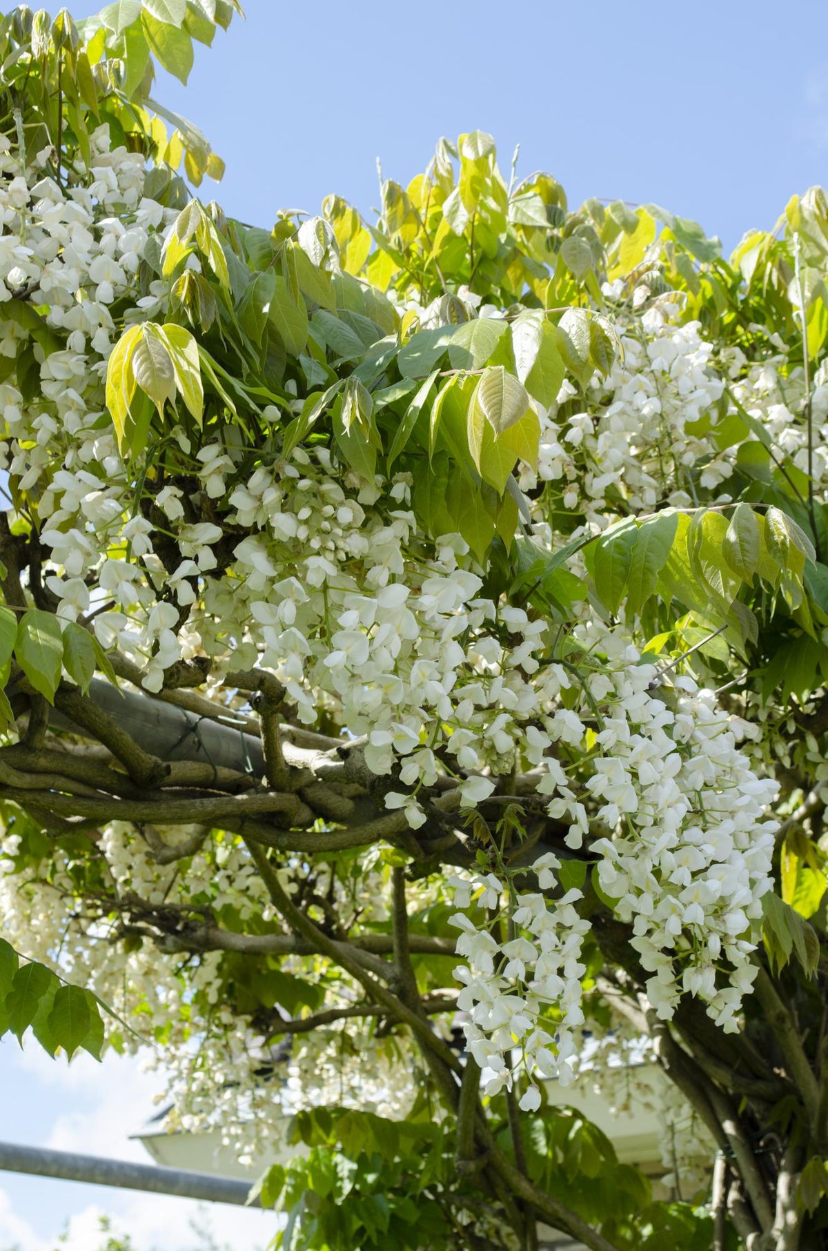 2x Wisteria floribunda 'Longissima Alba' - ↨65cm - Ø15