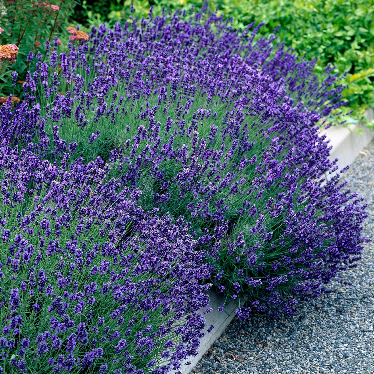 Haagplanten - Lavandula angustifolia Hidcote -  blad grijs - 6 planten - 1 strekkende meter - groenblijvend - pot 17cm hoogte 30cm