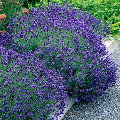 Haagplanten - Lavandula angustifolia Hidcote -  blad grijs - 6 planten - 1 strekkende meter - groenblijvend - pot 17cm hoogte 30cm