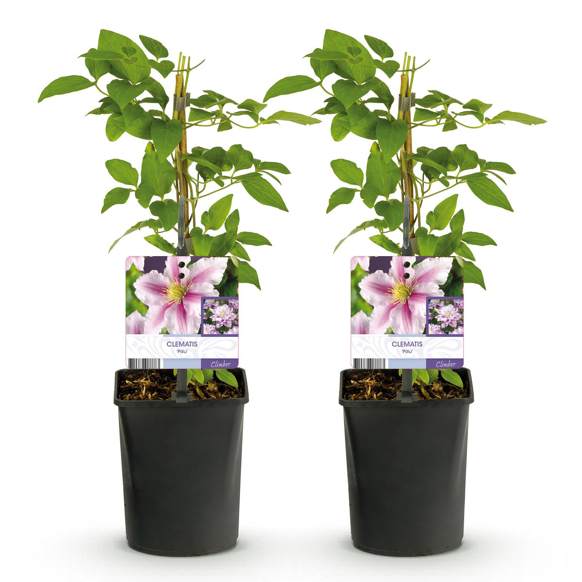 Klimplant - Clematis Piilu - Bloem Roze - Weinig onderhoud -2 planten -  Pot 11cm Hoogte 40cm