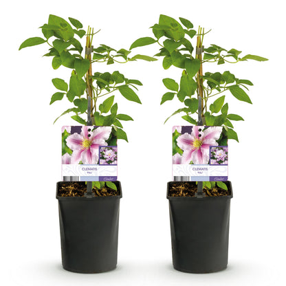 Klimplant - Clematis Piilu - Bloem Roze - Weinig onderhoud -2 planten -  Pot 11cm Hoogte 40cm