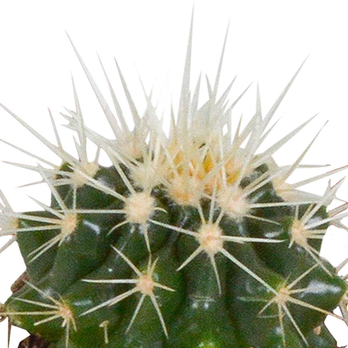 Cactus mix 5.5 cm - 5x - in witte pot