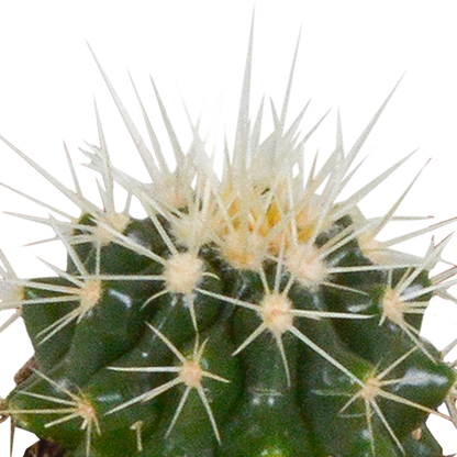 Cactus mix 5.5 cm - 5x - in witte pot