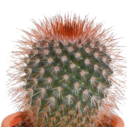 Cactus en vetplanten mix 5.5 cm | 15 stuks - in Mexicaanse pot