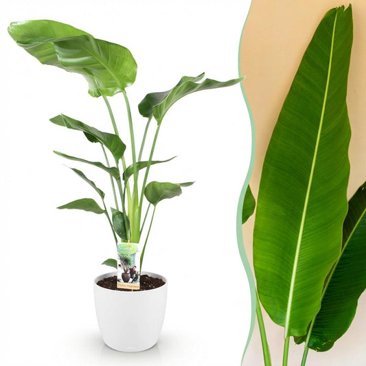 Kamerplanten - Strelitzia Nicolai - Paradijsvogelbloem - Weinig onderhoud - Groen - 1 Plant - met Potter Wit - Pot 21cm - Hoogte 110-120cm