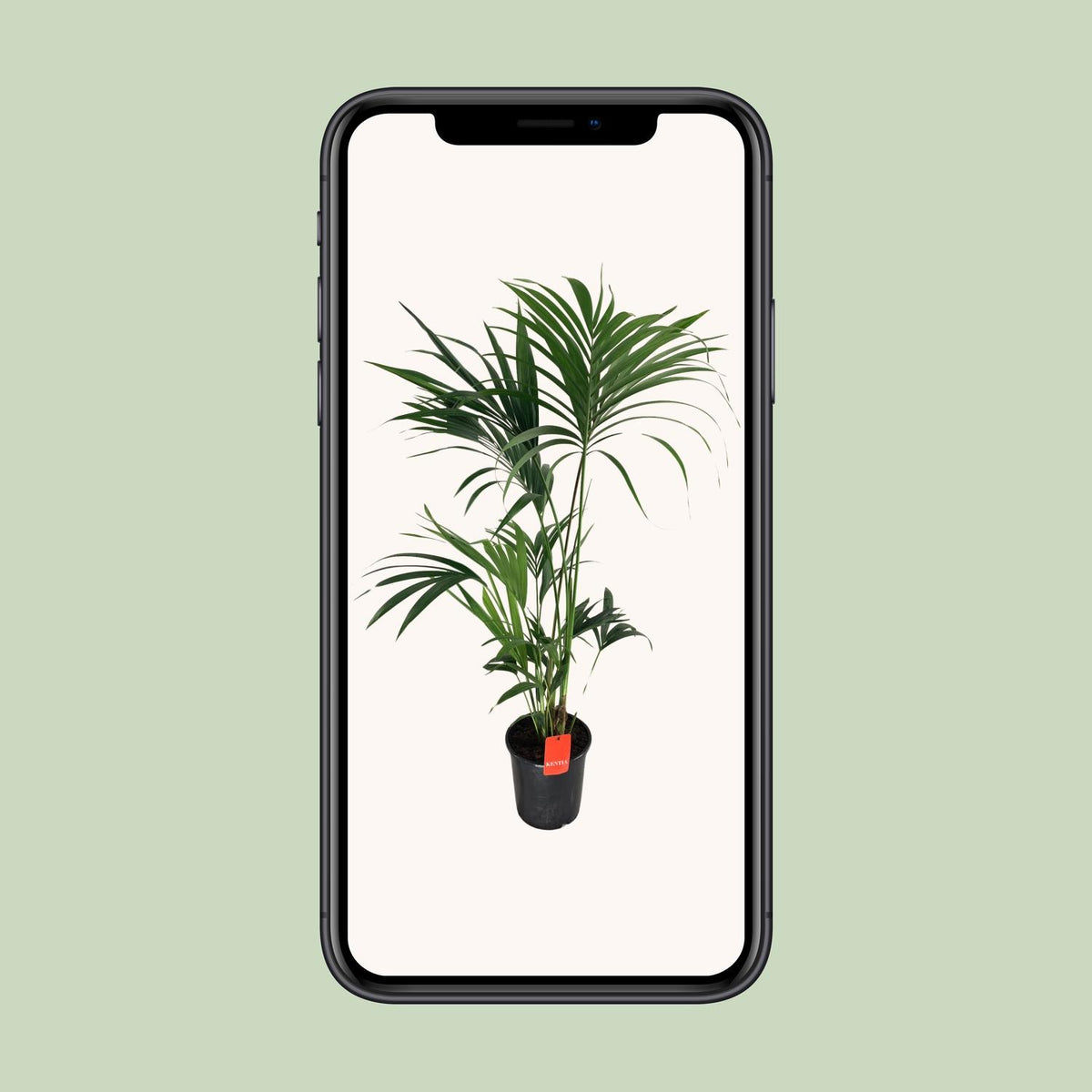 Howea Forsteriana - Ø24cm - ↕130cm
