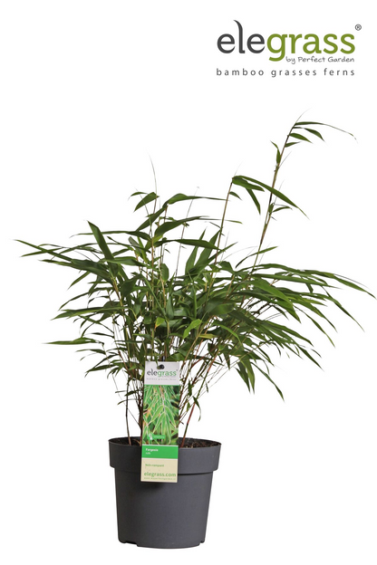 Fargesia rufa - Niet woekerende bamboe - Ø14 - ↨40cm