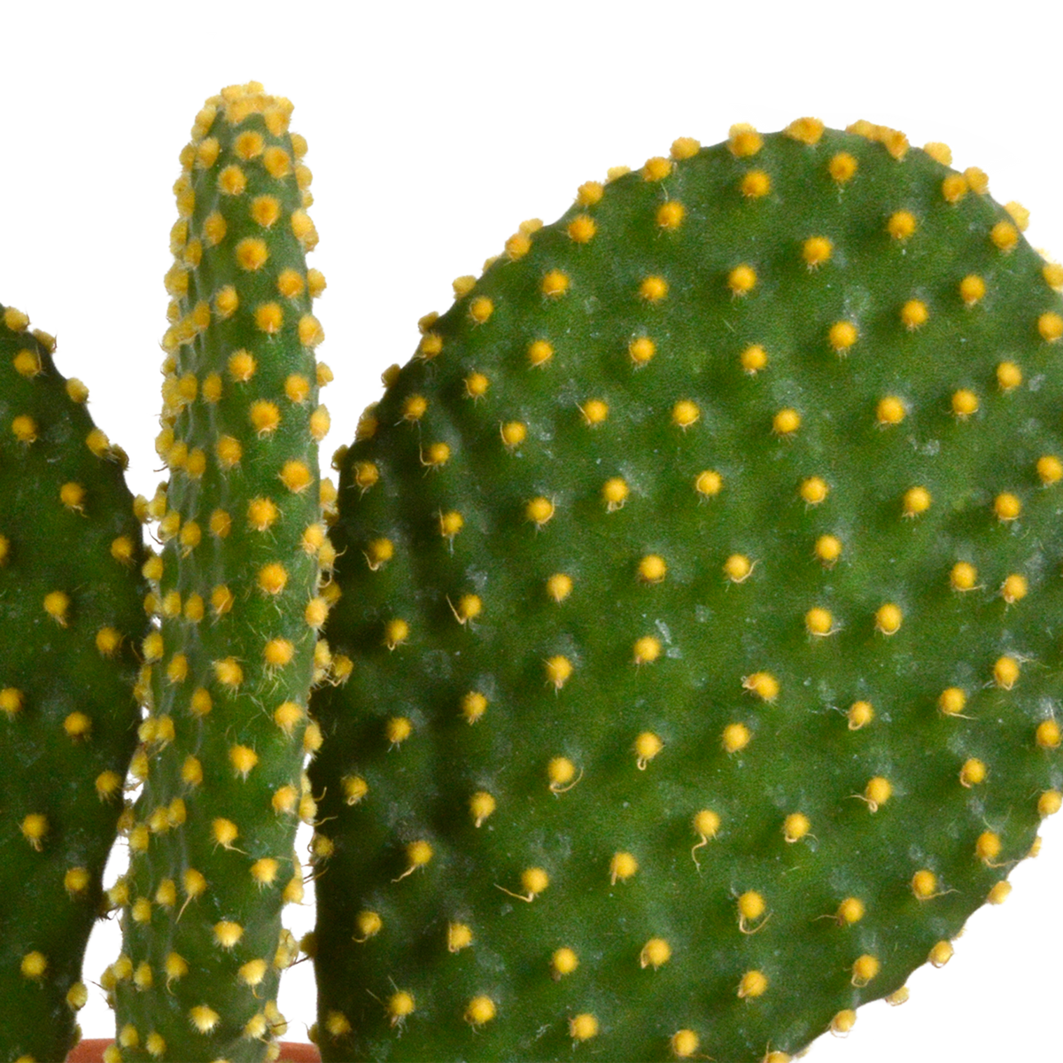 Cactus mix 10.5 cm - 3x - 12cm zonder pot