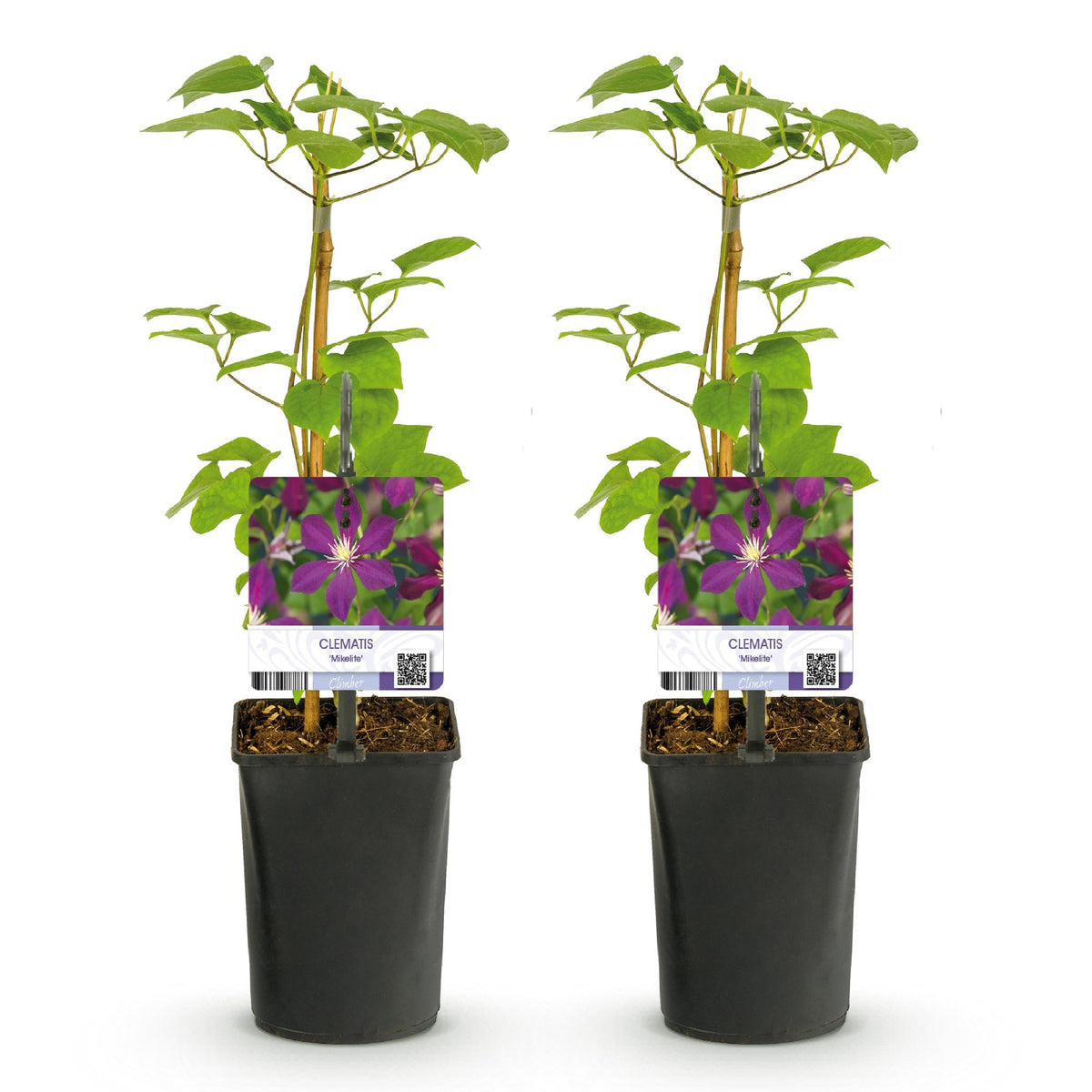 Klimplant - Clematis Mikelite - Bloem Paars - Weinig onderhoud -2 planten -  Pot 11cm Hoogte 40cm