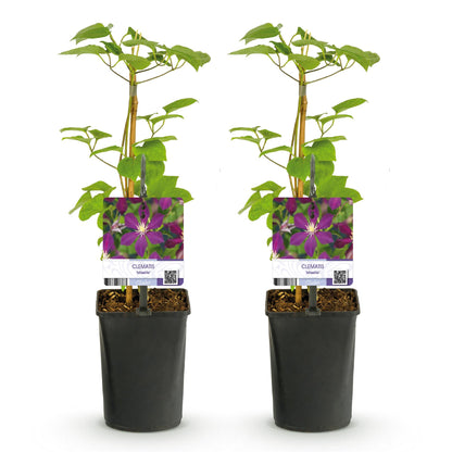 Klimplant - Clematis Mikelite - Bloem Paars - Weinig onderhoud -2 planten -  Pot 11cm Hoogte 40cm