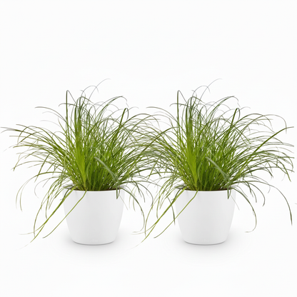 Kamerplant - Cyperus alternifolius Zumula - Kattengras - Huisdiervriendelijke Plant - Groen - 2 Planten - met Potter Wit - Pot 12cm - Hoogte 20cm