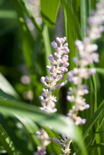 60x Liriope muscari 'Monroe White' - ↕10-25cm - Ø9cm