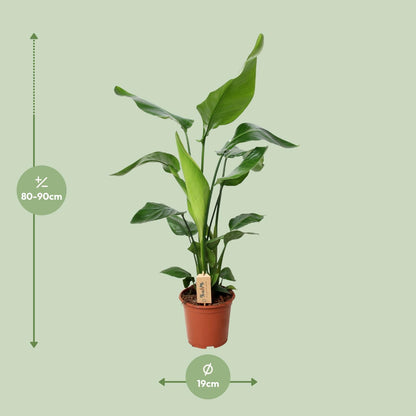 PROMO - Strelitzia Nicolai - Ø19cm - ↕90cm
